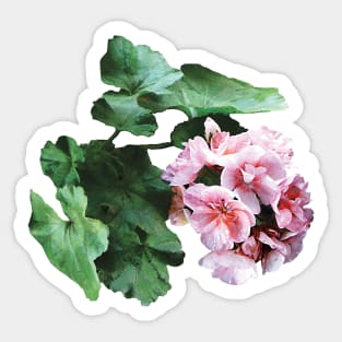 Geraniums - Bright Pink Geranium Sticker